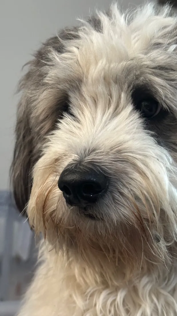 Cachorro raça Poodle idade 2 anos nome Alfredinho