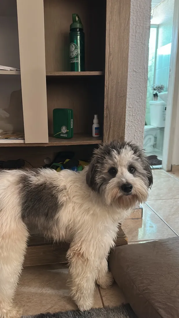 Cachorro raça Poodle idade 2 anos nome Alfredinho