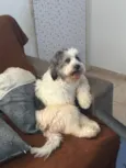 Alfredinho