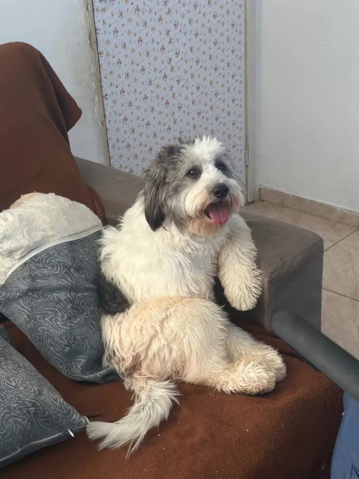 Cachorro raça Poodle idade 2 anos nome Alfredinho
