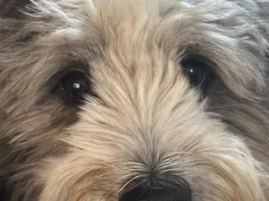 Cachorro raça Poodle idade 2 anos nome Alfredinho