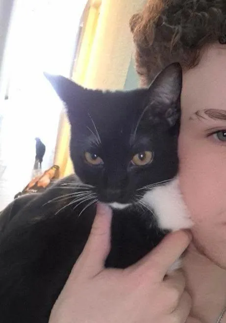 Gato raça SRD-ViraLata idade 2 a 6 meses nome Yang