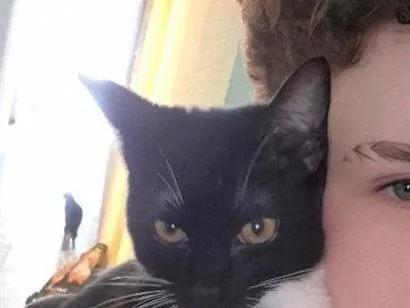 Gato raça SRD-ViraLata idade 2 a 6 meses nome Yang
