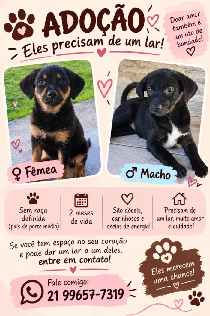 Cachorro raça SRD-ViraLata idade 2 a 6 meses nome Casal de filhotes saudáveis 