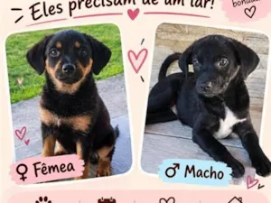 Cachorro raça SRD-ViraLata idade 2 a 6 meses nome Casal de filhotes saudáveis 