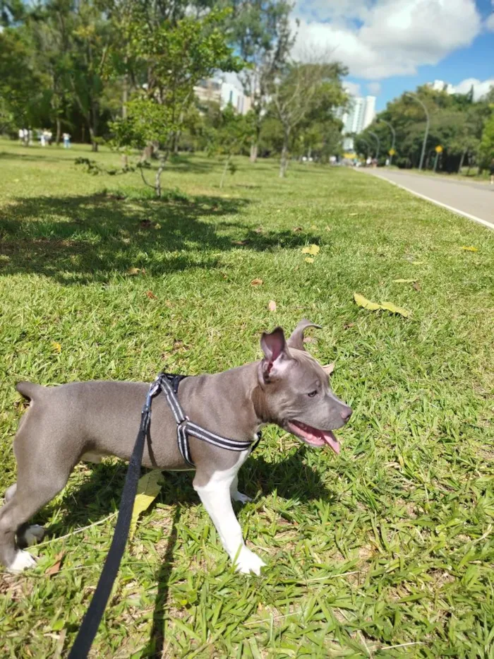 Cachorro raça SRD-ViraLata idade 7 a 11 meses nome Marvin