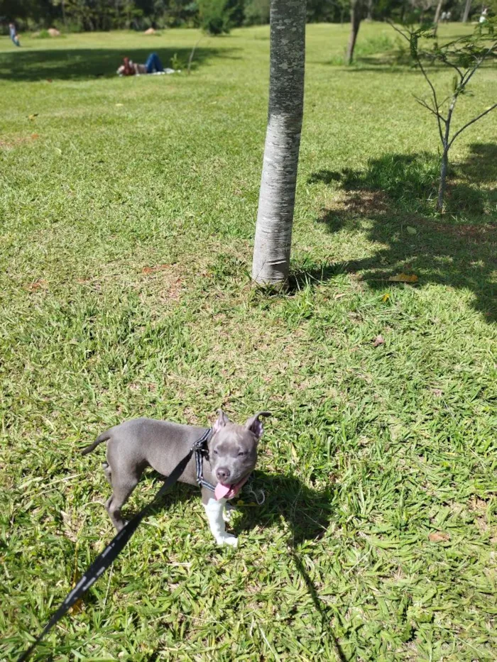 Cachorro raça SRD-ViraLata idade 7 a 11 meses nome Marvin