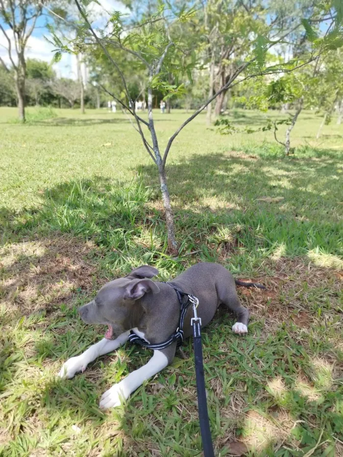 Cachorro raça SRD-ViraLata idade 7 a 11 meses nome Marvin