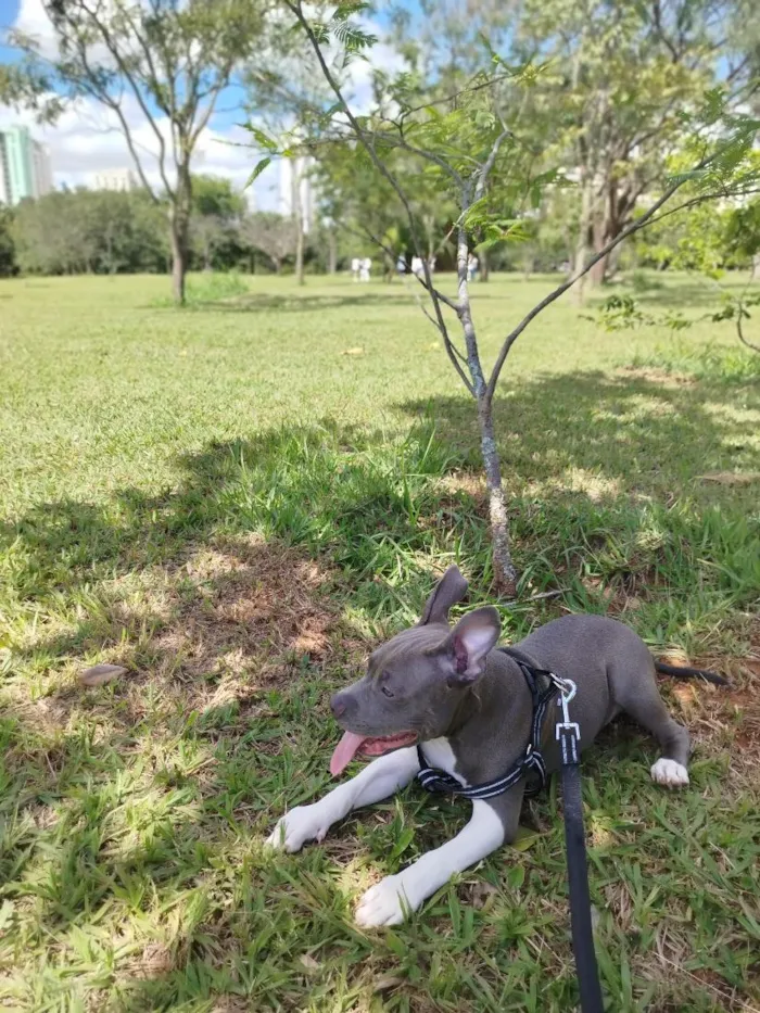 Cachorro raça SRD-ViraLata idade 7 a 11 meses nome Marvin