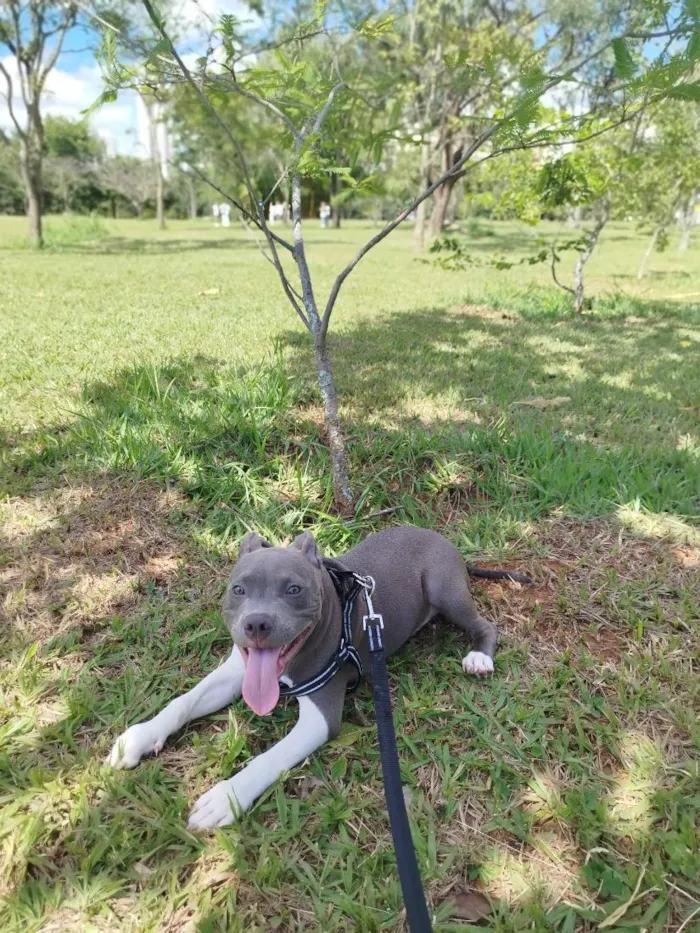 Cachorro raça SRD-ViraLata idade 7 a 11 meses nome Marvin