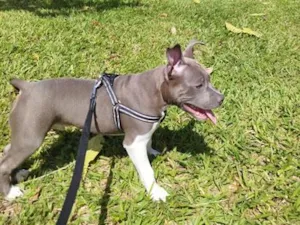 Cachorro raça SRD-ViraLata idade 7 a 11 meses nome Marvin