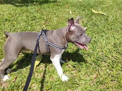 Cachorro raça SRD-ViraLata idade 7 a 11 meses nome Marvin