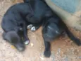 pretinhos