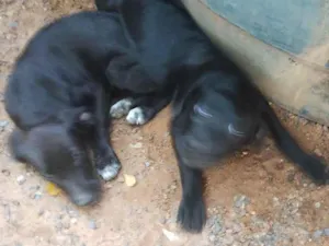 Cachorro raça SRD-ViraLata idade 2 a 6 meses nome pretinhos