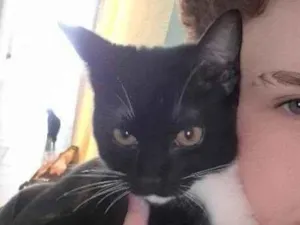 Gato raça SRD-ViraLata idade 2 a 6 meses nome Yang