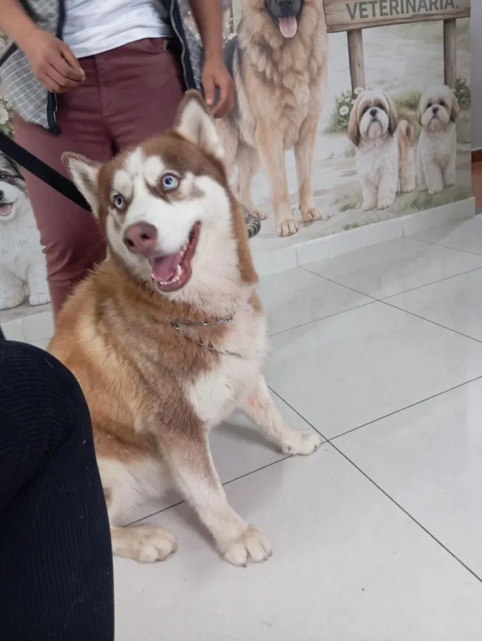 Cachorro raça SRD-ViraLata idade 3 anos nome Zeus 