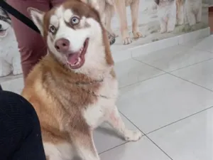 Cachorro raça SRD-ViraLata idade 3 anos nome Zeus 