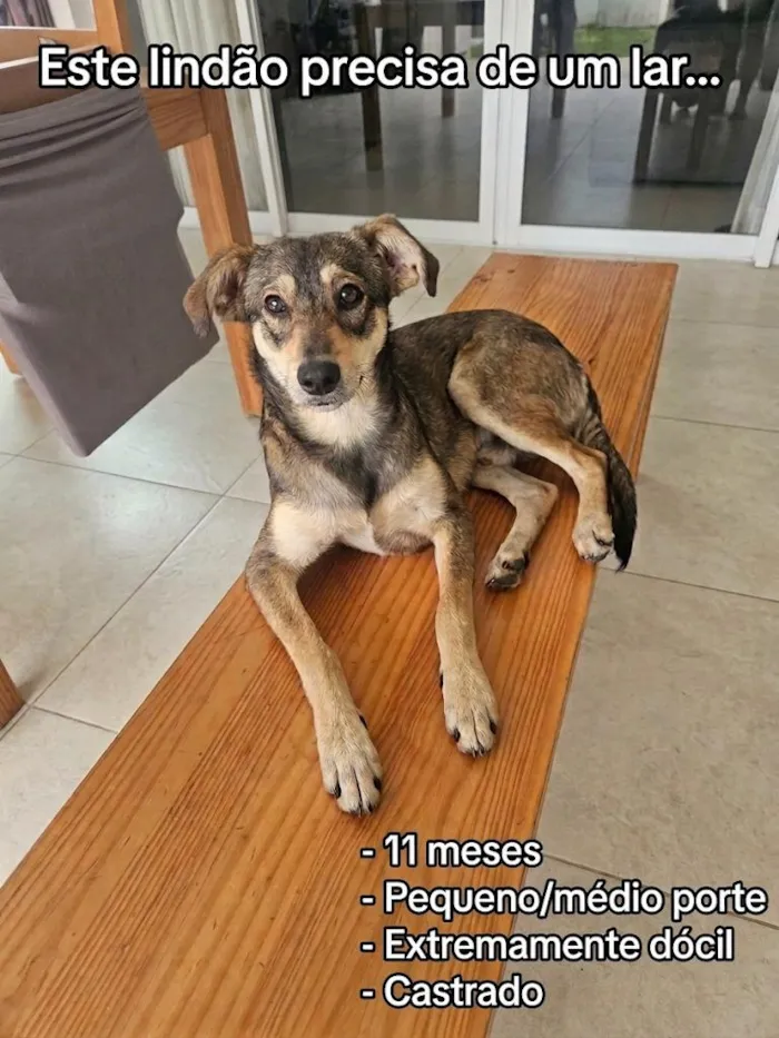 Cachorro raça SRD-ViraLata idade 7 a 11 meses nome Bob