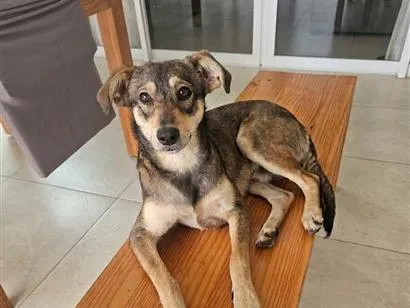 Cachorro raça SRD-ViraLata idade 7 a 11 meses nome Bob