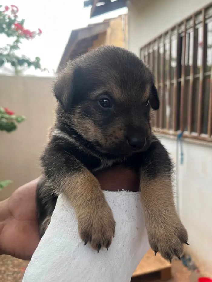 Cachorro raça SRD-ViraLata idade Abaixo de 2 meses nome Sem nome 