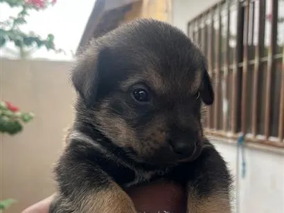 Cachorro raça SRD-ViraLata idade Abaixo de 2 meses nome Sem nome 