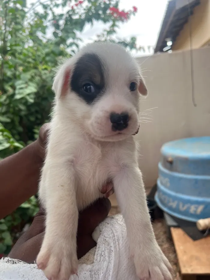 Cachorro raça SRD-ViraLata idade Abaixo de 2 meses nome Sem nome 