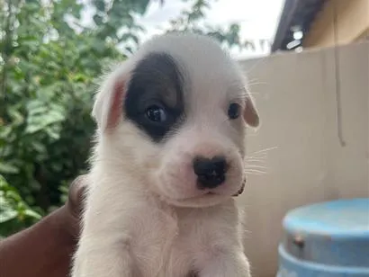 Cachorro raça SRD-ViraLata idade Abaixo de 2 meses nome Sem nome 