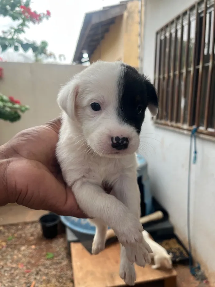Cachorro raça SRD-ViraLata idade Abaixo de 2 meses nome Sem nome 