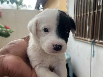 Cachorro raça SRD-ViraLata idade Abaixo de 2 meses nome Sem nome 