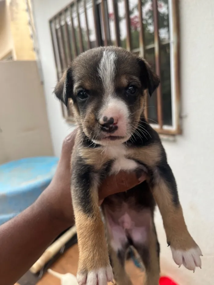 Cachorro raça SRD-ViraLata idade Abaixo de 2 meses nome Sem nome 
