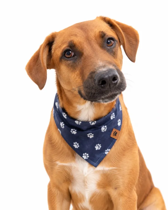 Cachorro raça SRD-ViraLata idade 2 anos nome Thor