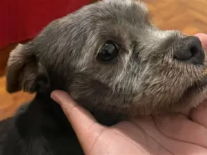 Cachorro raça SRD-ViraLata idade 5 anos nome Tomilho
