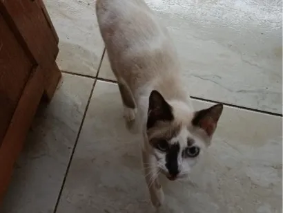 Gato raça Siamês idade 1 ano nome mia