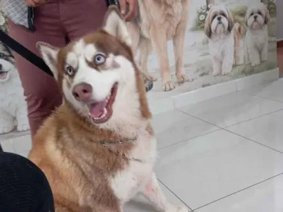 Cachorro raça SRD-ViraLata idade 3 anos nome Zeus 