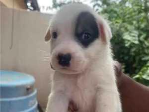 Cachorro raça SRD-ViraLata idade Abaixo de 2 meses nome Sem nome 