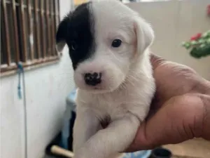 Cachorro raça SRD-ViraLata idade Abaixo de 2 meses nome Sem nome 
