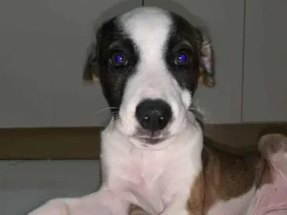 Cachorro raça SRD-ViraLata idade 2 a 6 meses nome Bela 