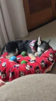 Nina