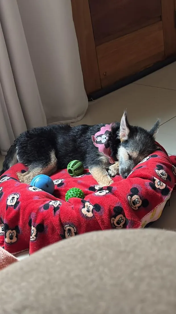 Cachorro raça SRD-ViraLata idade 7 a 11 meses nome Nina