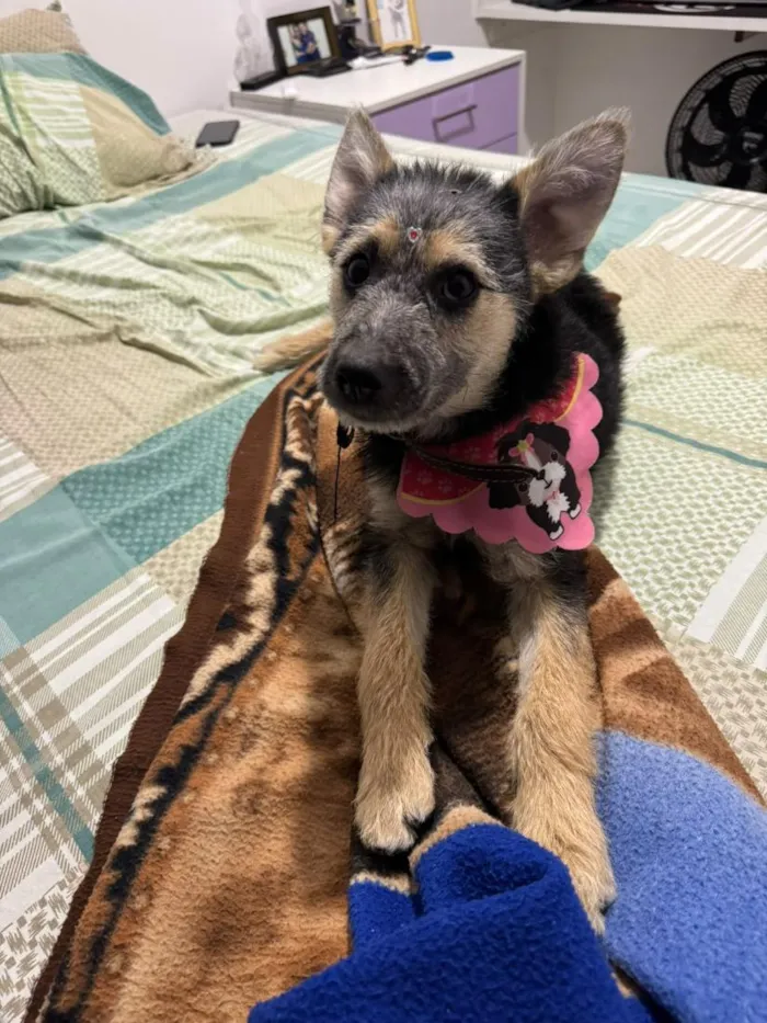 Cachorro raça SRD-ViraLata idade 7 a 11 meses nome Nina
