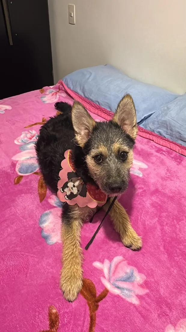 Cachorro raça SRD-ViraLata idade 7 a 11 meses nome Nina