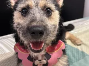 Cachorro raça SRD-ViraLata idade 7 a 11 meses nome Nina