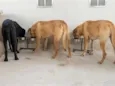 Lua, Zoe e Zara