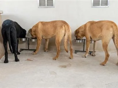 Cachorro raça Fila idade 7 a 11 meses nome Lua, Zoe e Zara