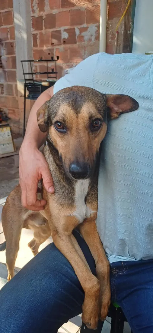 Cachorro raça SRD-ViraLata idade 3 anos nome Bob