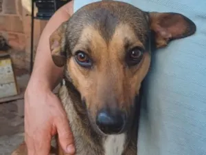 Cachorro raça SRD-ViraLata idade 3 anos nome Bob