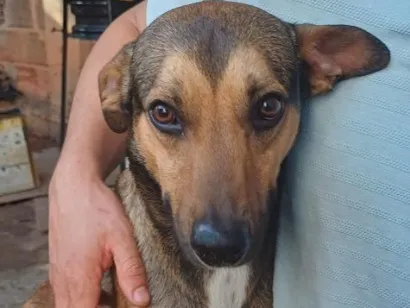 Cachorro raça SRD-ViraLata idade 3 anos nome Bob