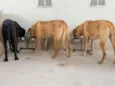 Lua, Zoe e Zara