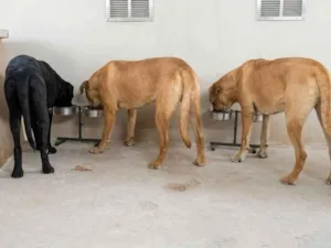 Cachorro raça Fila idade 7 a 11 meses nome Lua, Zoe e Zara