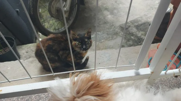 Gato raça SRD-ViraLata idade 7 a 11 meses nome não tem 